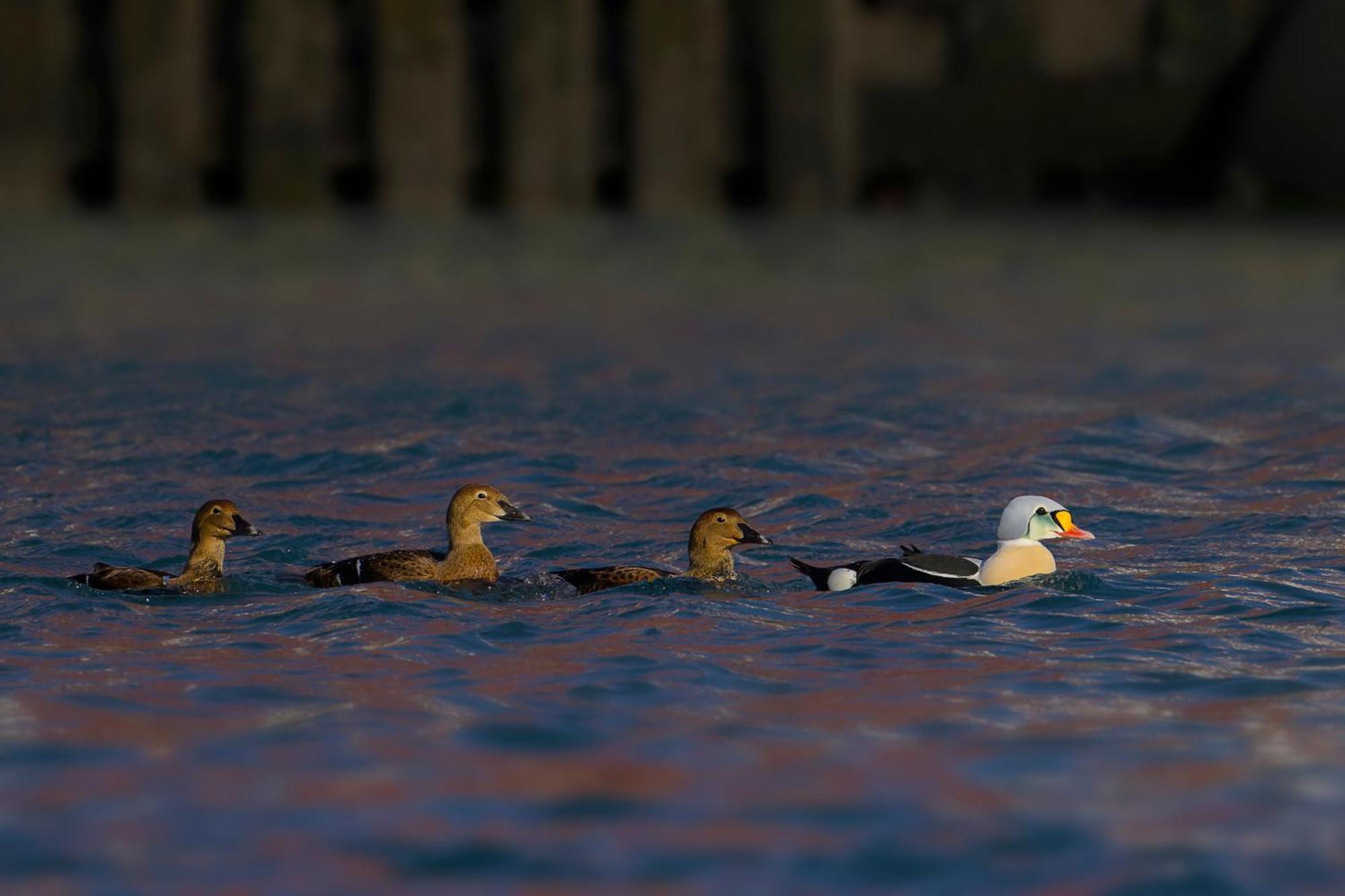 Varangertunet Bed & Breakfast Jakobselv エクステリア 写真